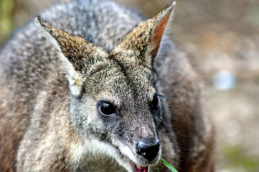 Tierpark Petersberg Tierpark & Tiere
