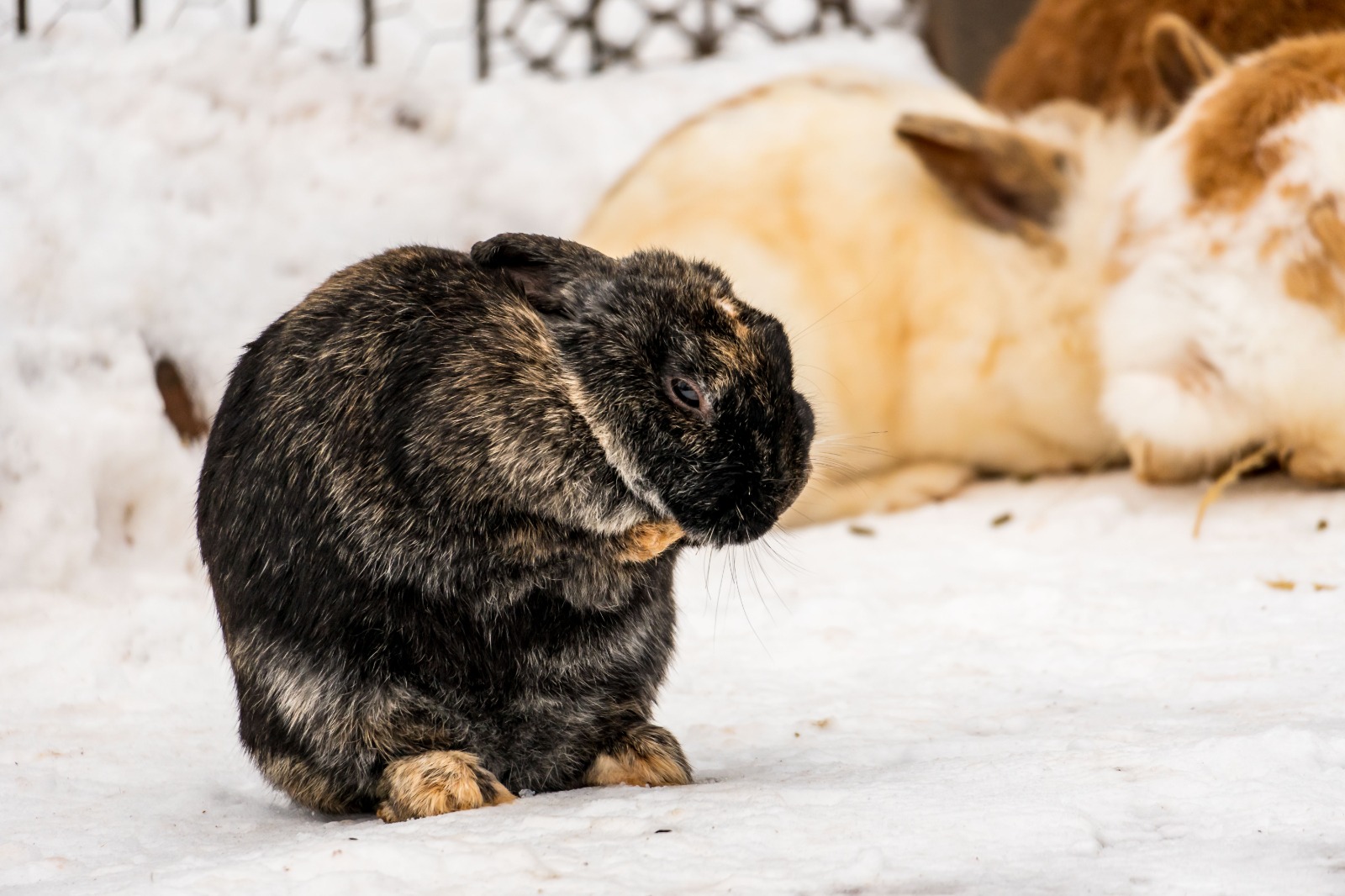 Tierpark Petersberg Tierpark & Tiere